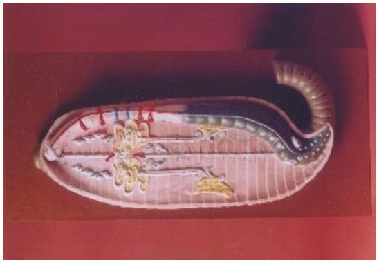 EARTHWORM DISSECTION